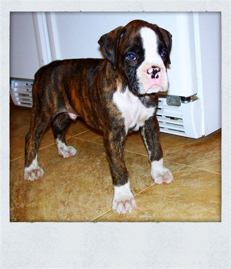 boxer puppies for sale in maine|More.